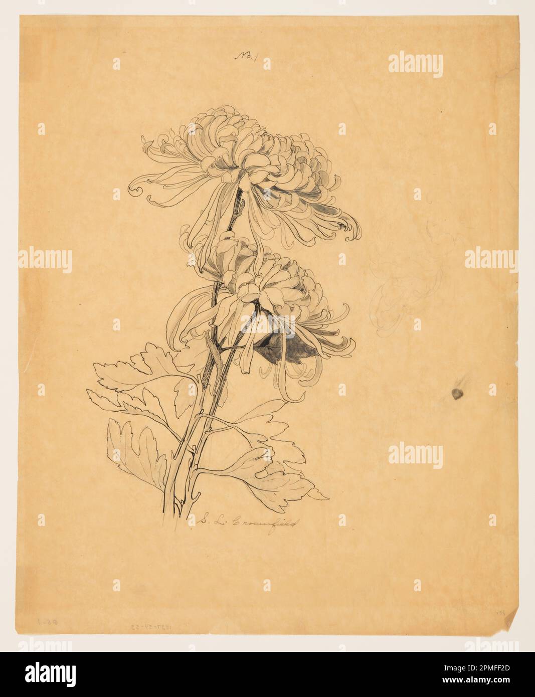 Dessin, étude de deux chrysanthèmes; Sophia L. Crownfield (américain, 1862–1929); États-Unis; graphite, stylo et encre, pinceau et encre sur papier de traçage jaune Banque D'Images