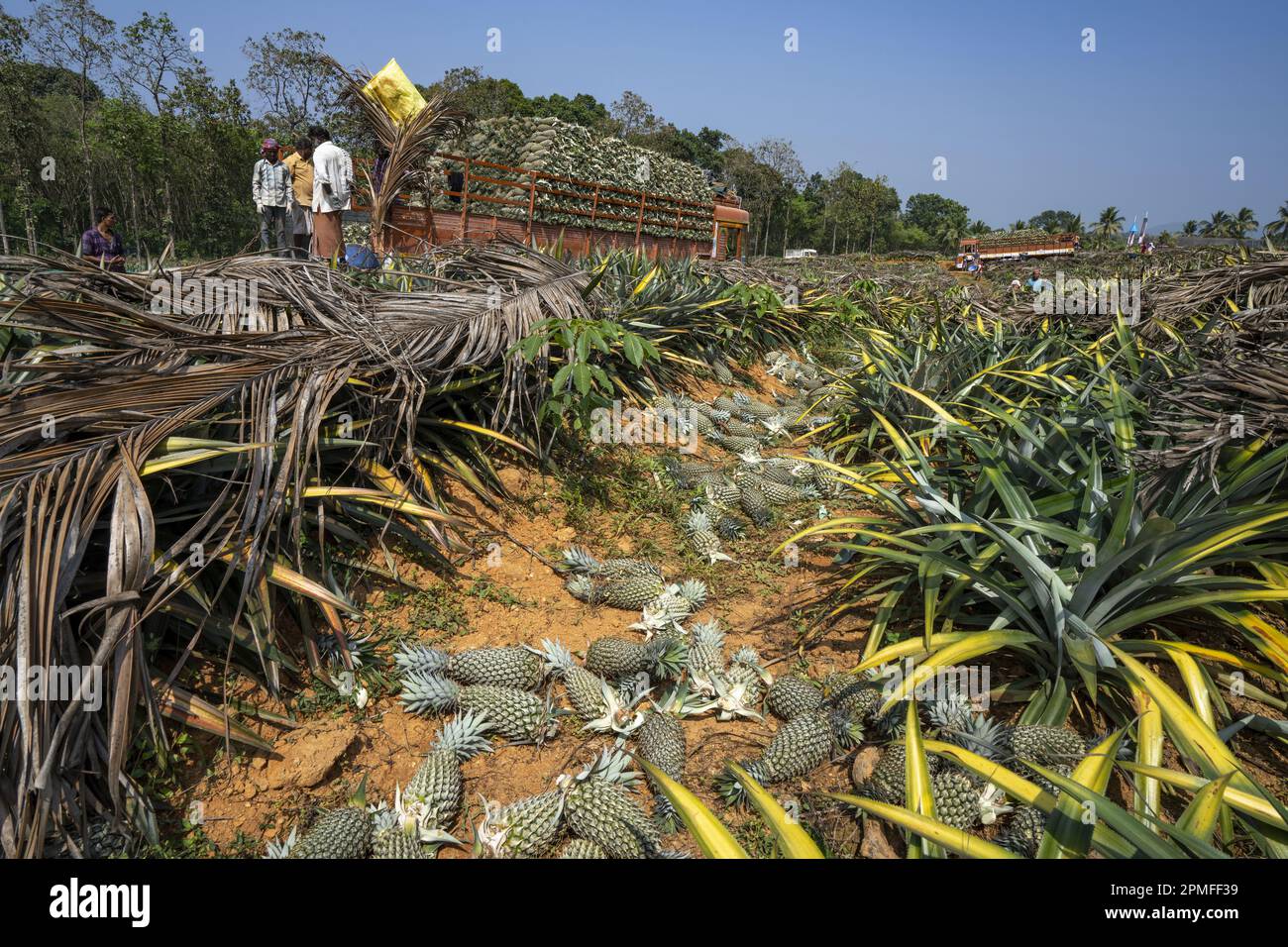 Inde, Kerala, Allepey, plantation d'ananas Banque D'Images