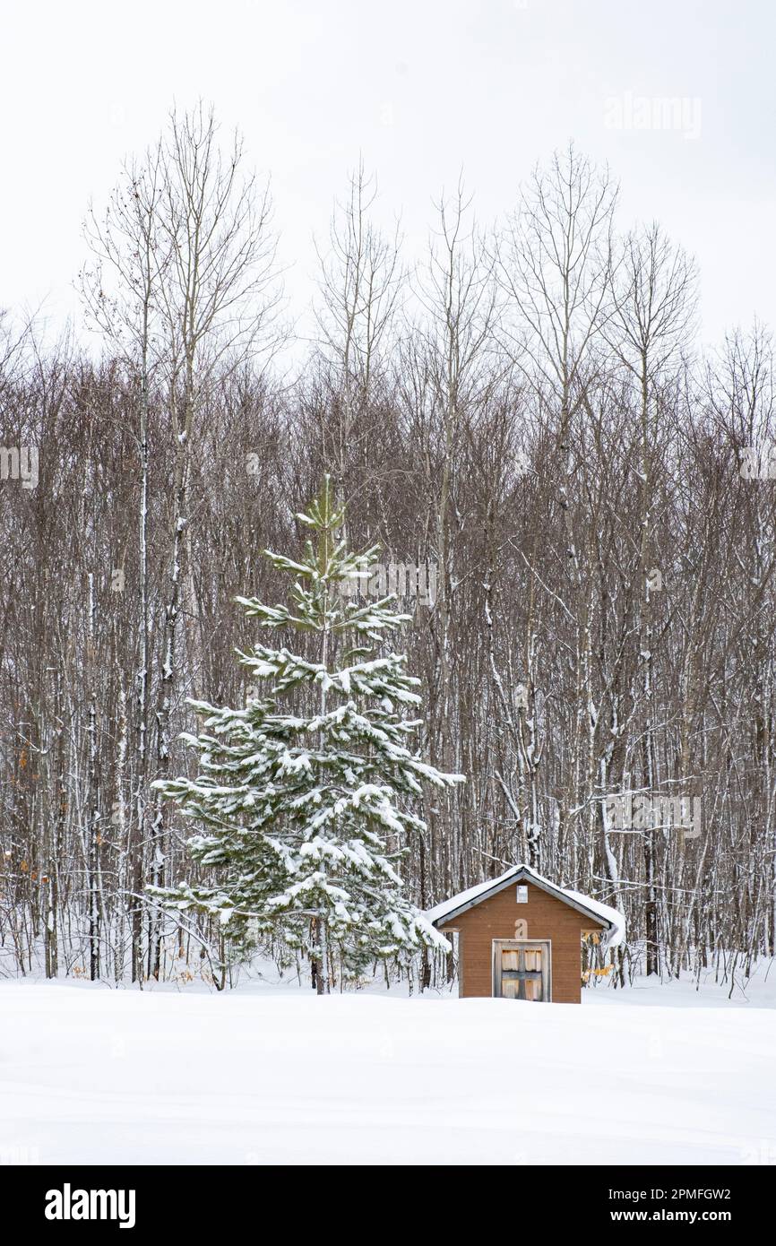 Canada, Québec province, chalet et sapin couvert de neige dans la forêt Banque D'Images
