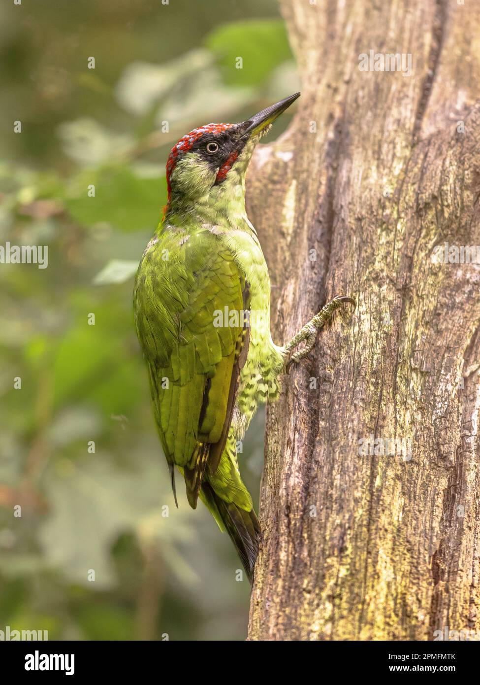 Pic vert européen (Picus viridis) sur arbre dans la forêt européenne. Oiseau dans l'habitat naturel. Scène sauvage de la nature en Europe. Banque D'Images