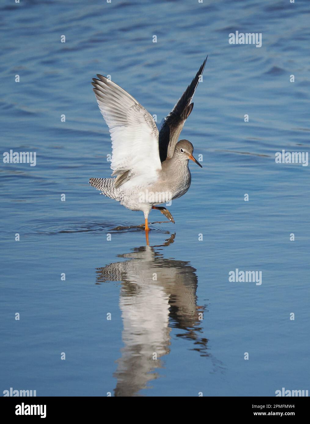 Race de Redshank au Royaume-Uni les oiseaux avec jeunes utiliseront des poteaux pour surveiller les prédateurs et les attaquer pour protéger les poussins. Banque D'Images