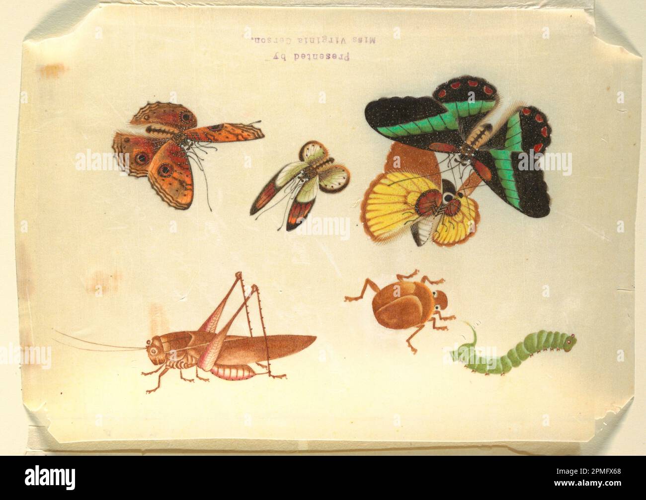 Dessin, insectes; Chine; papier de riz; 19,8 × 27,6 cm (7 13/16 × 10 7/8 po); 1910-28-8 Banque D'Images
