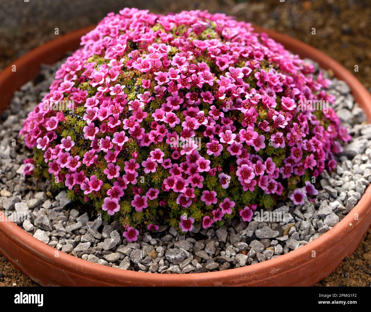 Une bande de Saxifraga Lismore Carmine. Banque D'Images