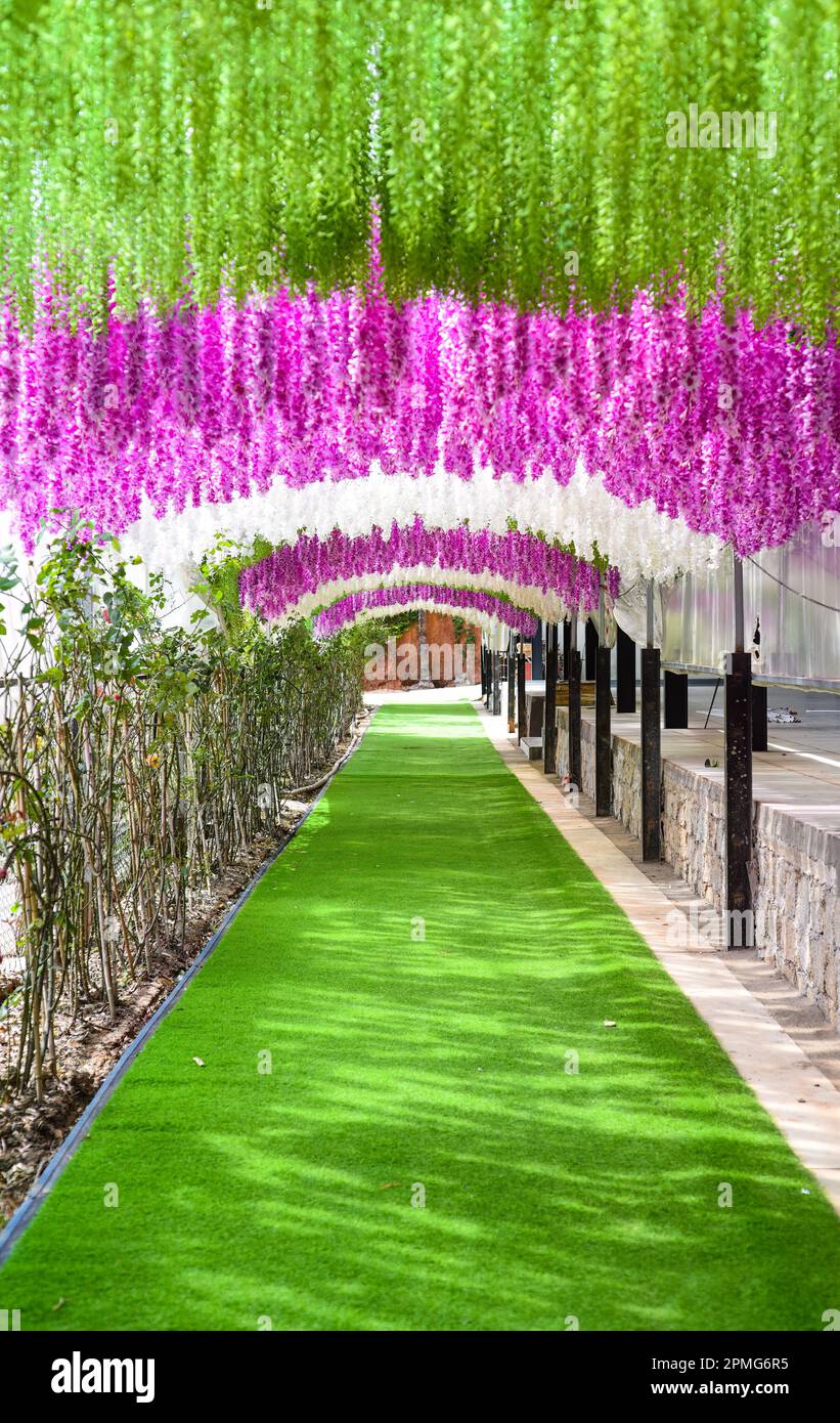 Beaucoup de fleurs de wisteria rose comme arrière-plan Banque D'Images