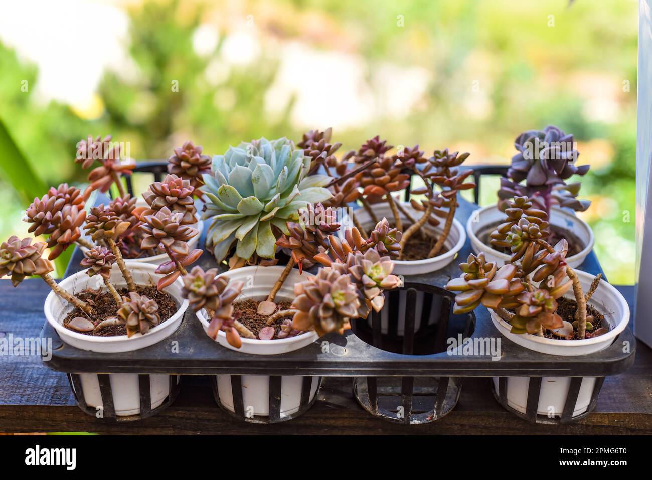 Beaucoup de succulents en pot d'Echeveria elegans, Echeveria, Sedum, Graptopetalum (leatherpetal) dans un marché aux fleurs Banque D'Images