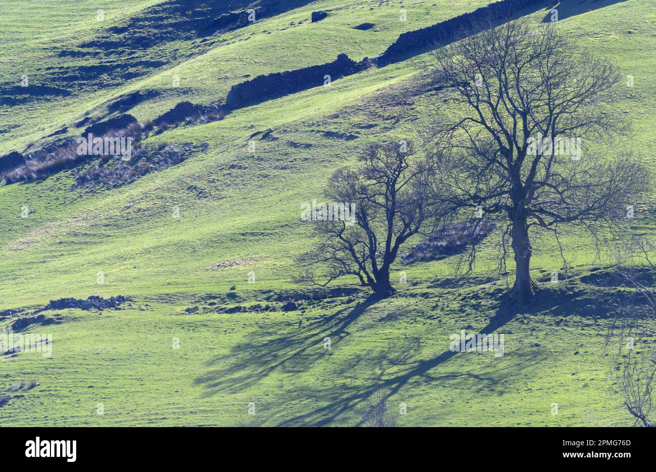 Paysage typique de Lake District Northern Lake District près de Bassenthwaite, Cumbria, Royaume-Uni Banque D'Images