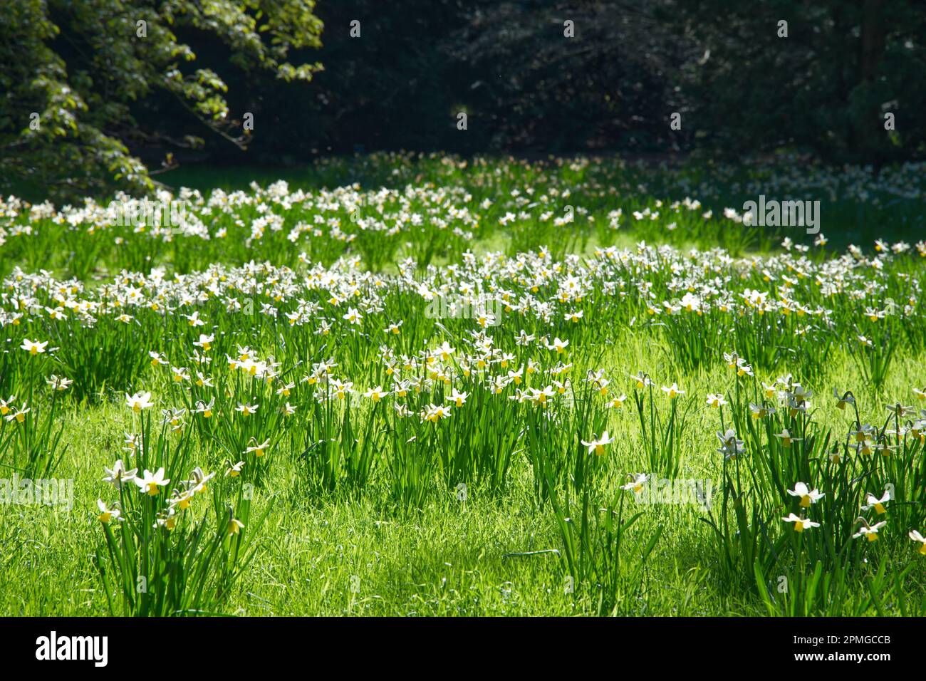 Blanc et pâle fleurs de printemps jaunes de narcisse naine de jonquille Jack Snipe naturalisé dans l'herbe dans le jardin britannique en avril Banque D'Images