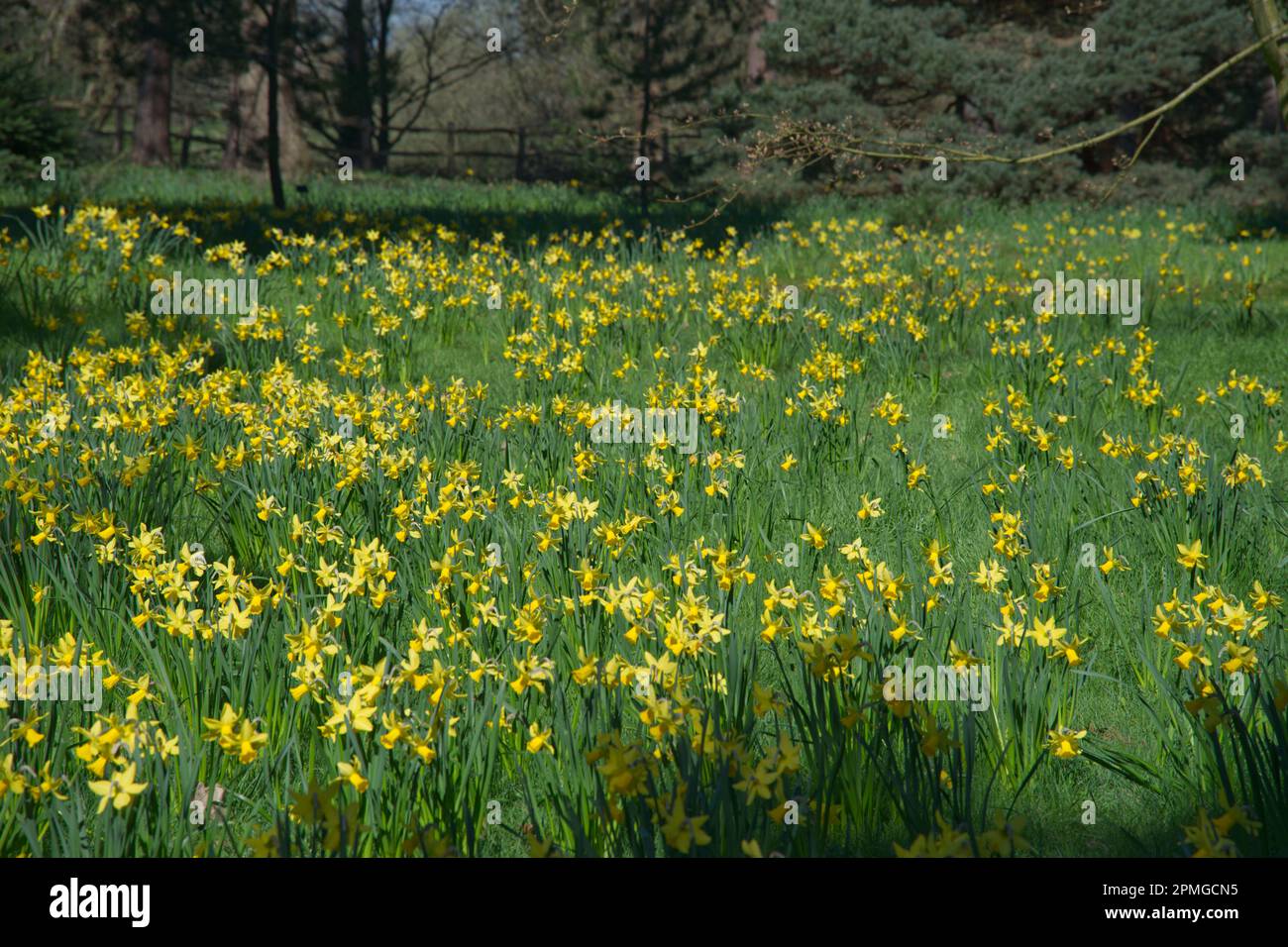 Fleurs de printemps jaune vif de narcisse nains de jonquilles février Or naturalisé dans l'herbe dans le jardin britannique avril Banque D'Images