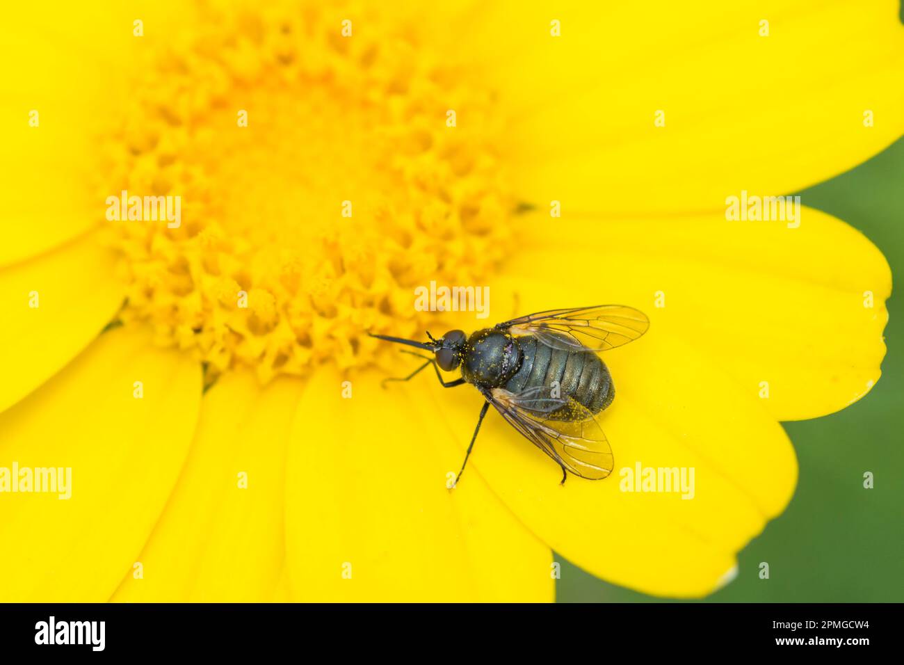 Mouche d'abeille, genre USIA, sur le maïs jaune marigold Glebionis segetum Banque D'Images