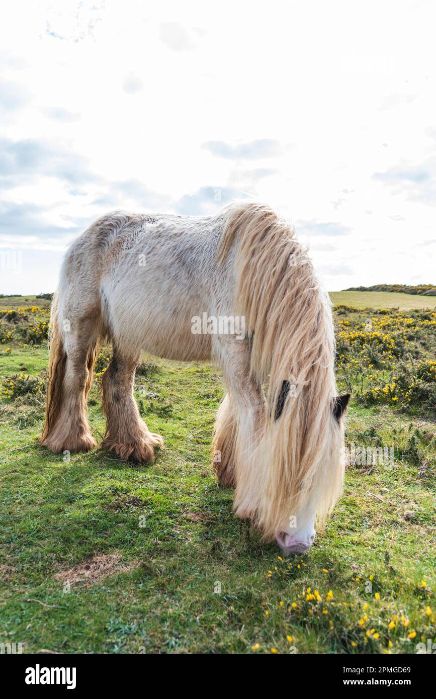 Giwer Ponies le jour du printemps : Phillip Roberts Banque D'Images