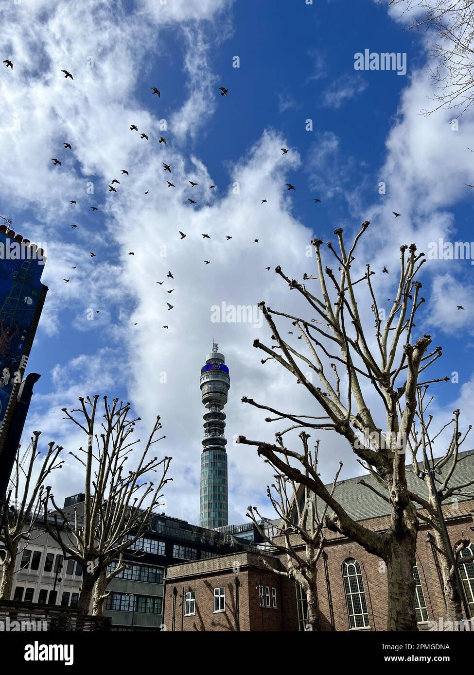 La BT Tower s'élève au-dessus d'un jardin urbain londonien avec des arbres taillés tandis qu'un troupeau d'oiseaux remplit le ciel. Banque D'Images