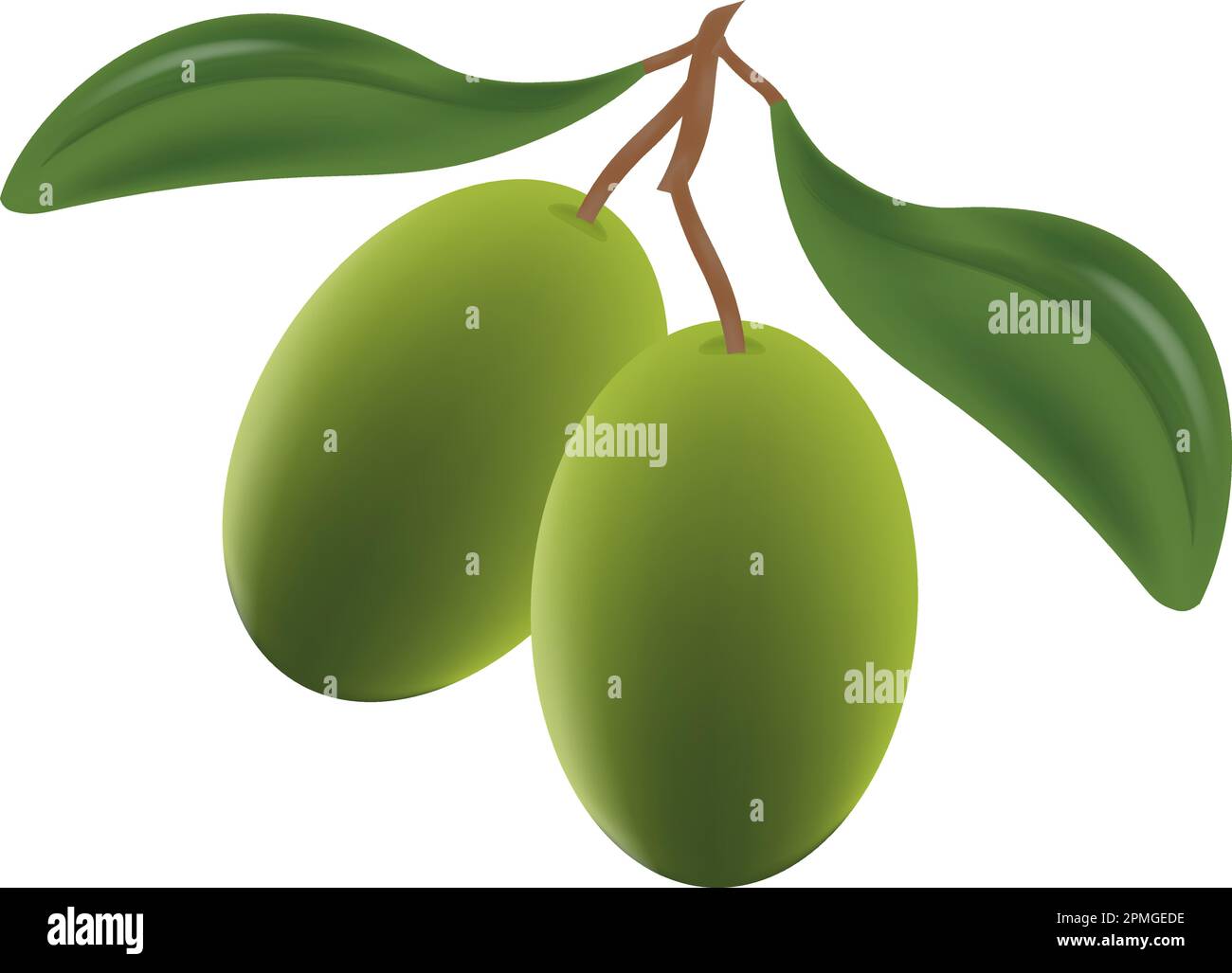 Olive vecteur clipart Illustration de Vecteur