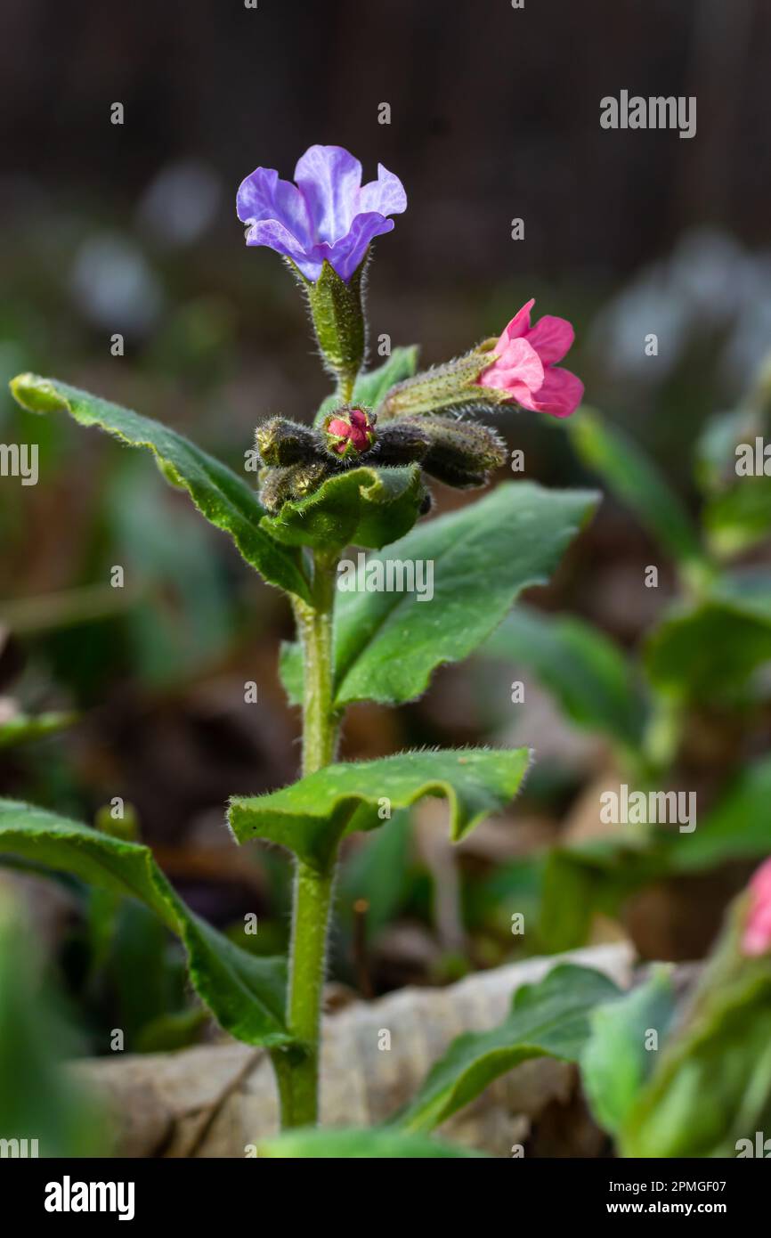 Gros plan des fleurs en fleurs Pulmonaria mollis dans le soleil du printemps, foyer sélectif .close-up détail de la fleur de prairie - herbe de guérison sauvage - Pulmonaria Banque D'Images Gros plan des fleurs en fleurs Pulmonaria mollis dans le soleil du printemps, foyer sélectif .close-up détail de la fleur de prairie - herbe de guérison sauvage - Pulmonaria Banque D'Images