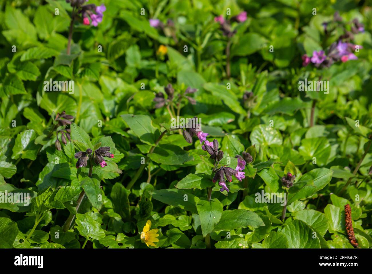 Gros plan des fleurs en fleurs Pulmonaria mollis dans le soleil du printemps, foyer sélectif .close-up détail de la fleur de prairie - herbe de guérison sauvage - Pulmonaria Banque D'Images Gros plan des fleurs en fleurs Pulmonaria mollis dans le soleil du printemps, foyer sélectif .close-up détail de la fleur de prairie - herbe de guérison sauvage - Pulmonaria Banque D'Images
