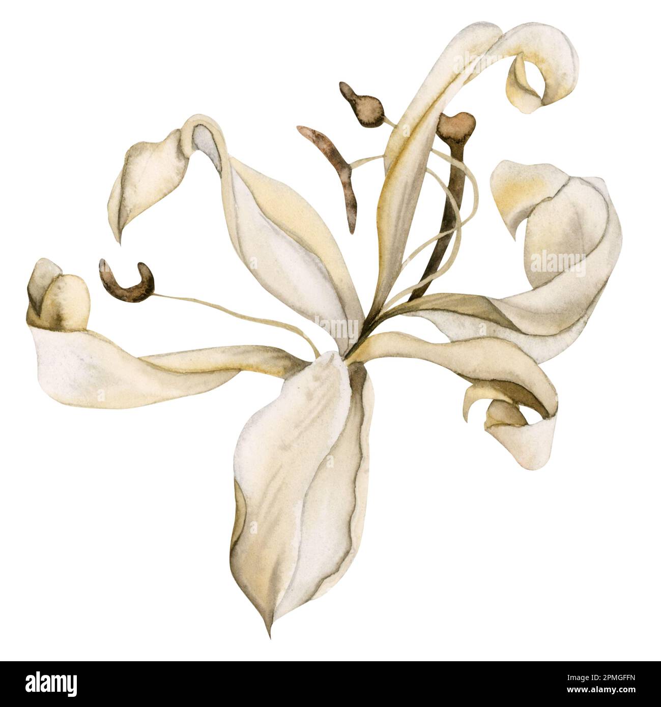 Aquarelle lys blanc sec illustration d'une fleur isolée sur fond blanc. Clipart de fleurs séchées dessinées à la main pour les invitations de mariage, la Grétine Banque D'Images