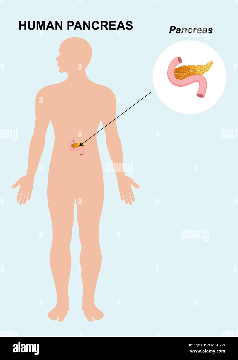 Anatomie des organes du pancréas humain. Illustration vectorielle d'un organe du pancréas isolé sur fond blanc Illustration de Vecteur