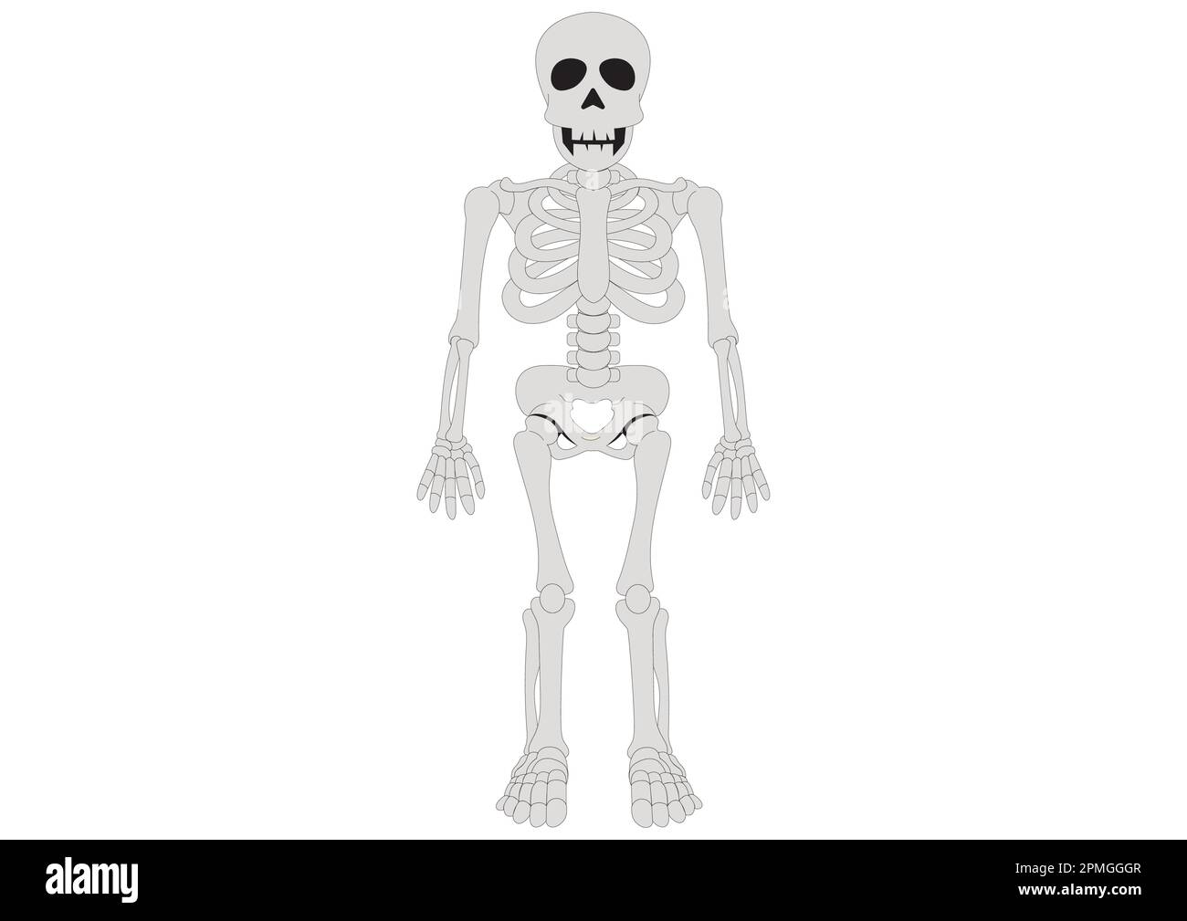 Anatomie du squelette humain. Squelette clipart Illustration de Vecteur