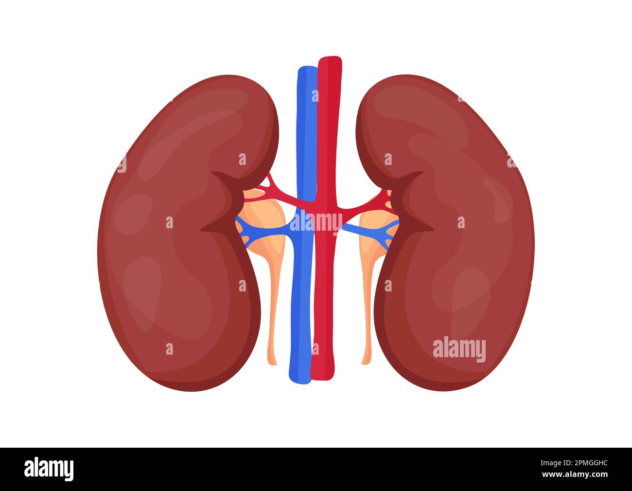 Rein humain et artères isolées sur fond blanc. Illustration vectorielle d'un organe rénal humain Illustration de Vecteur