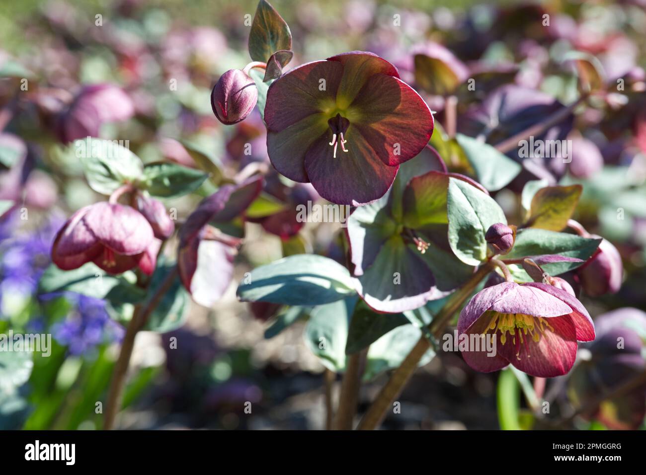 Helleborus (Rodney Davey Marbled Group) Rouge d'Anna Banque D'Images