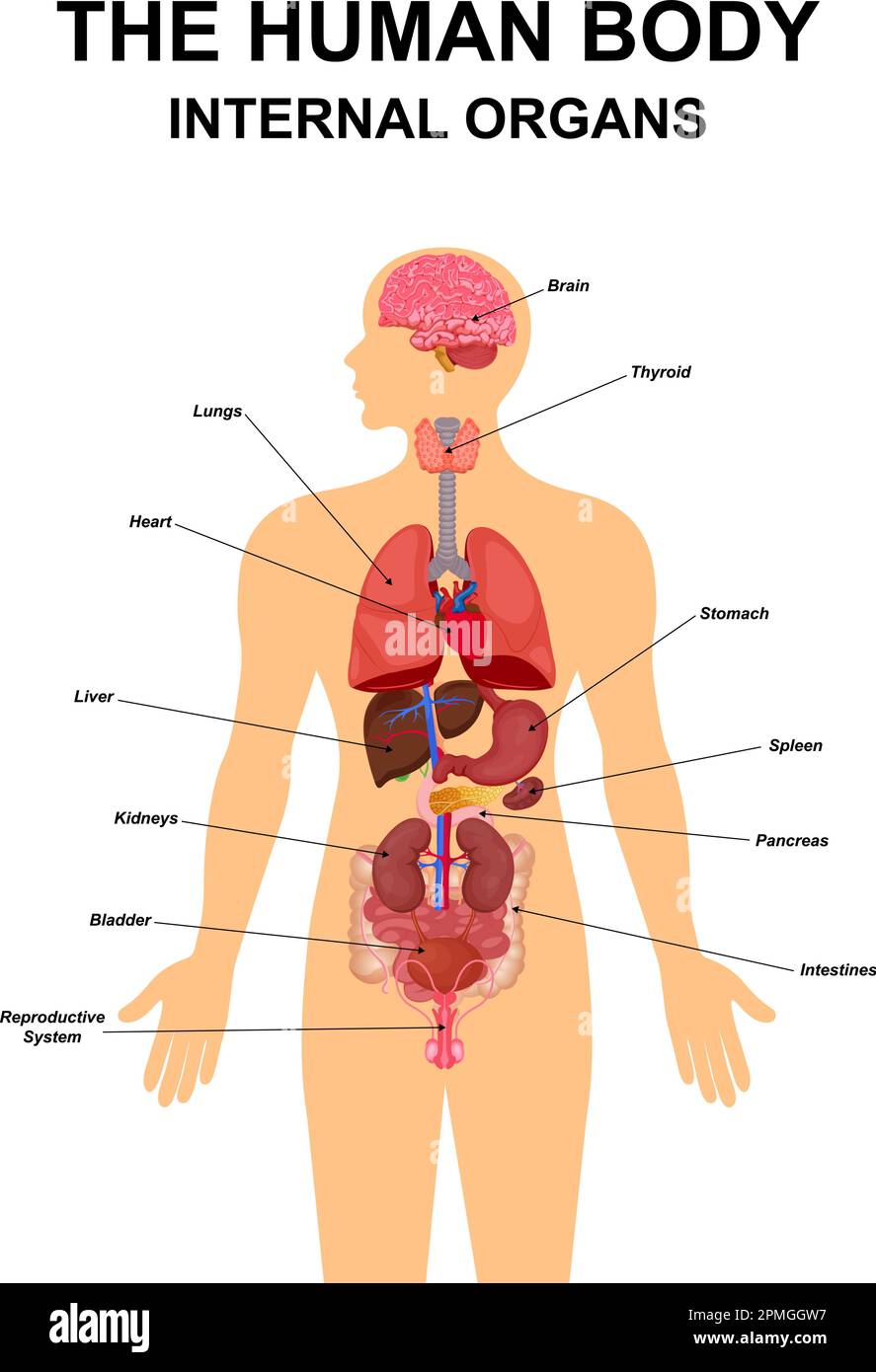 Schéma d'affichage graphique des organes internes du corps humain à plat avec icônes image emplacement nom et définitions illustration vectorielle. Cœur, cerveau, foie Illustration de Vecteur