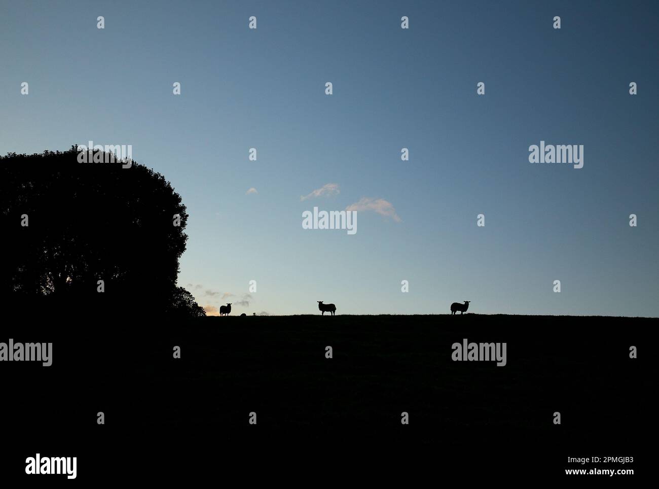 Photographie couleur de moutons paissant au lever du soleil, Kirkhaugh, Northumberland, Angleterre, Royaume-Uni, 2022. Banque D'Images