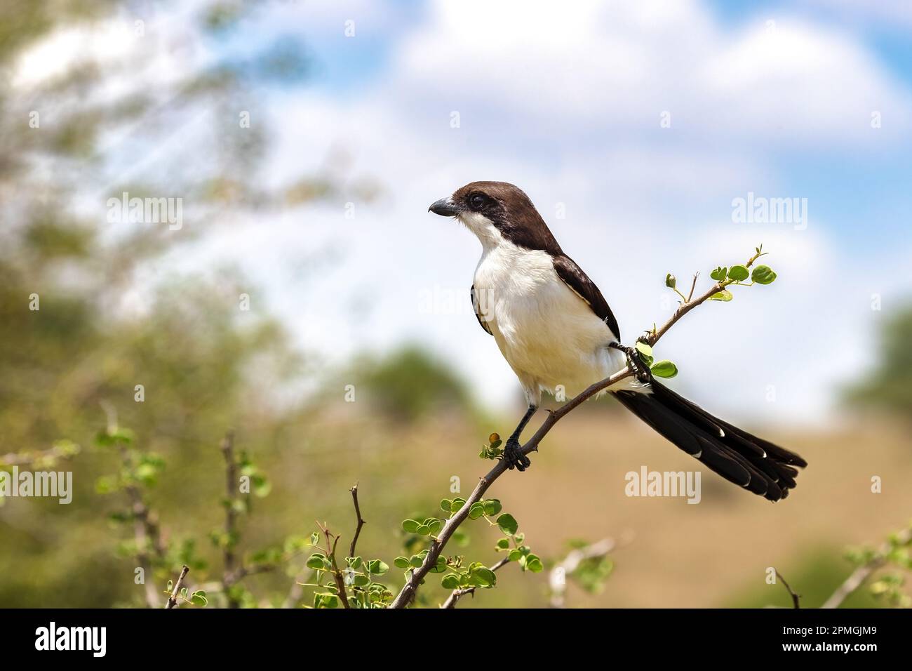 Lanius cabanisi, une crevettes fiscales à queue longue, perchée sur un arbre dans le parc national de Nairobi, au Kenya. C'est le plus grand de la famille fiscale et est en dem Banque D'Images