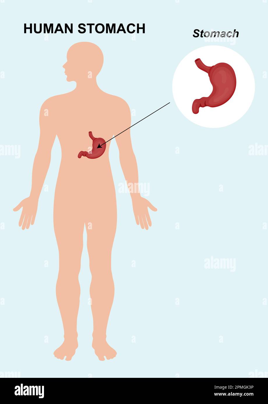 Anatomie de l'organe de l'estomac humain. Illustration vectorielle de l'anatomie des organes de l'estomac Illustration de Vecteur