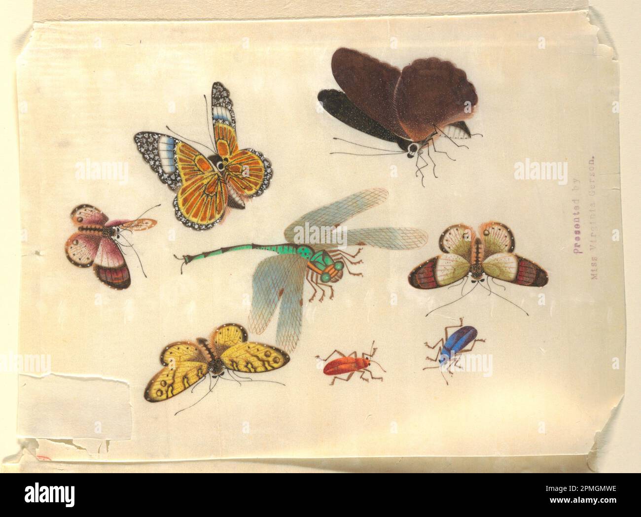 Dessin, insectes; Chine; papier de riz; 19,6 × 27,6 cm (7 11/16 × 10 7/8 po); 1910-28-11 Banque D'Images