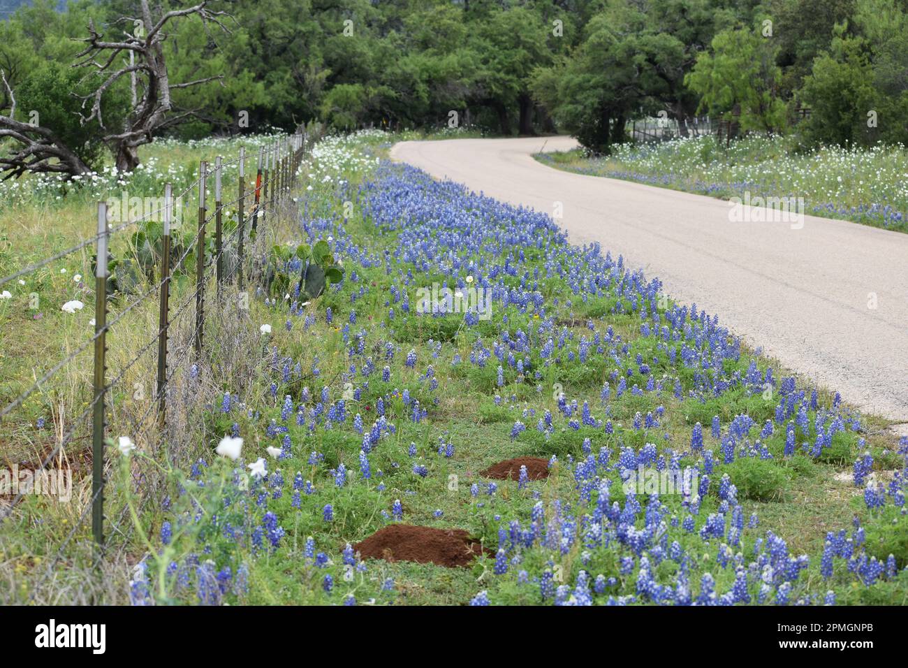Route bordée de Bluebonnet dans le Hill Country du Texas Banque D'Images