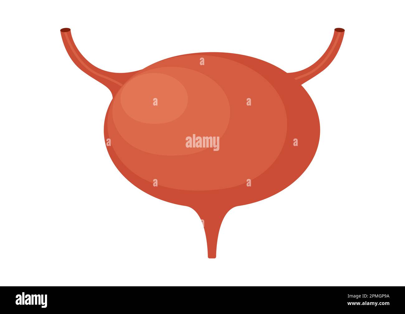 Illustration du vecteur de la vessie urinaire isolée sur fond blanc Illustration de Vecteur