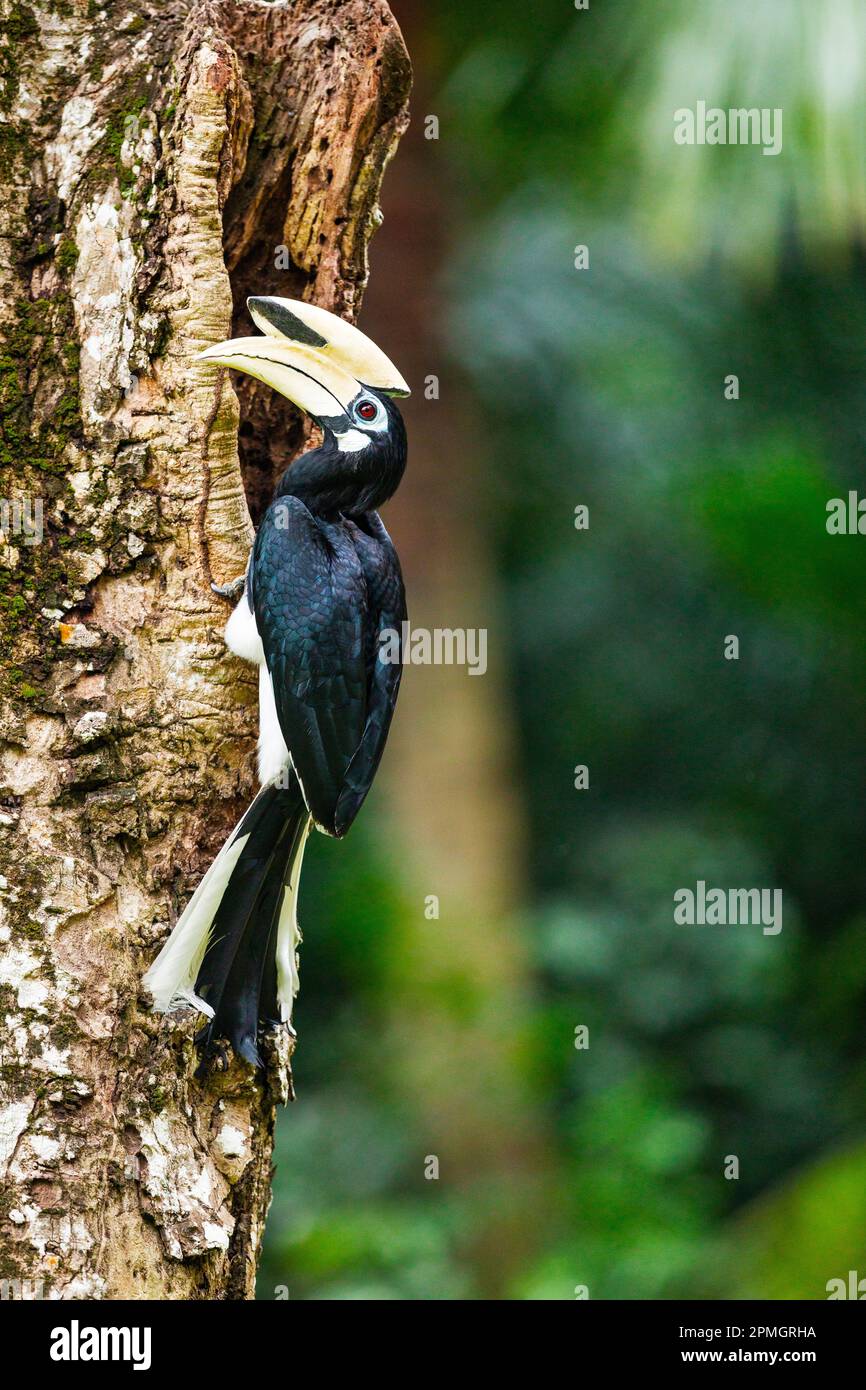Hornbill oriental mâle adulte inspectant un trou de nid potentiel dans un tronc d'arbre au bord d'une forêt tropicale de mangrove, Singapour. Banque D'Images