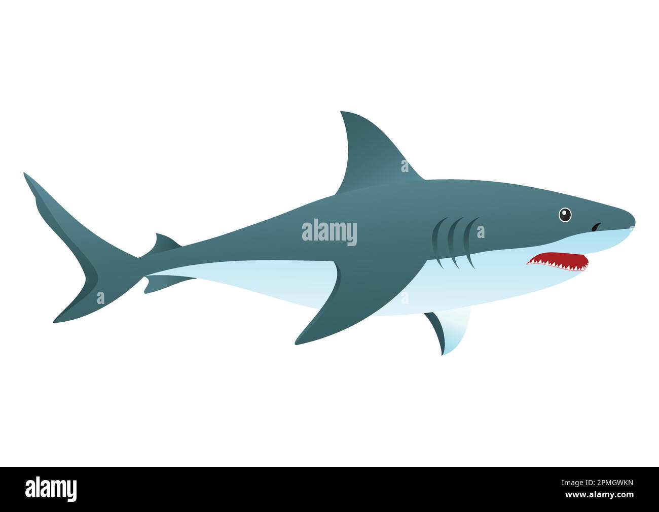 Illustration vectorielle d'un requin isolé sur fond blanc Illustration de Vecteur