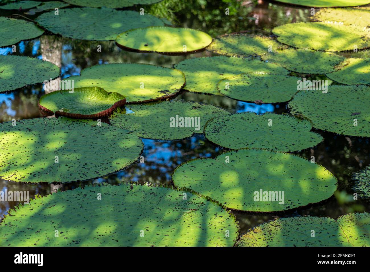Victoria Amazonica est la deuxième plus grande eau lilly et est originaire du bassin de l'Amazone Banque D'Images