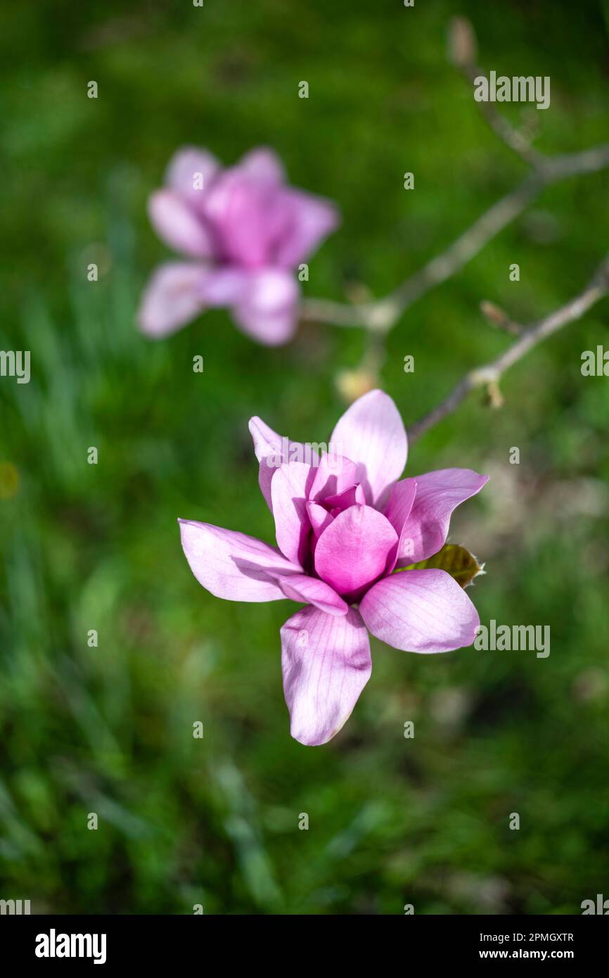 Gros plan de la tête de fleur de Magnolia en fleurs, printemps, West Sussex, Angleterre Banque D'Images