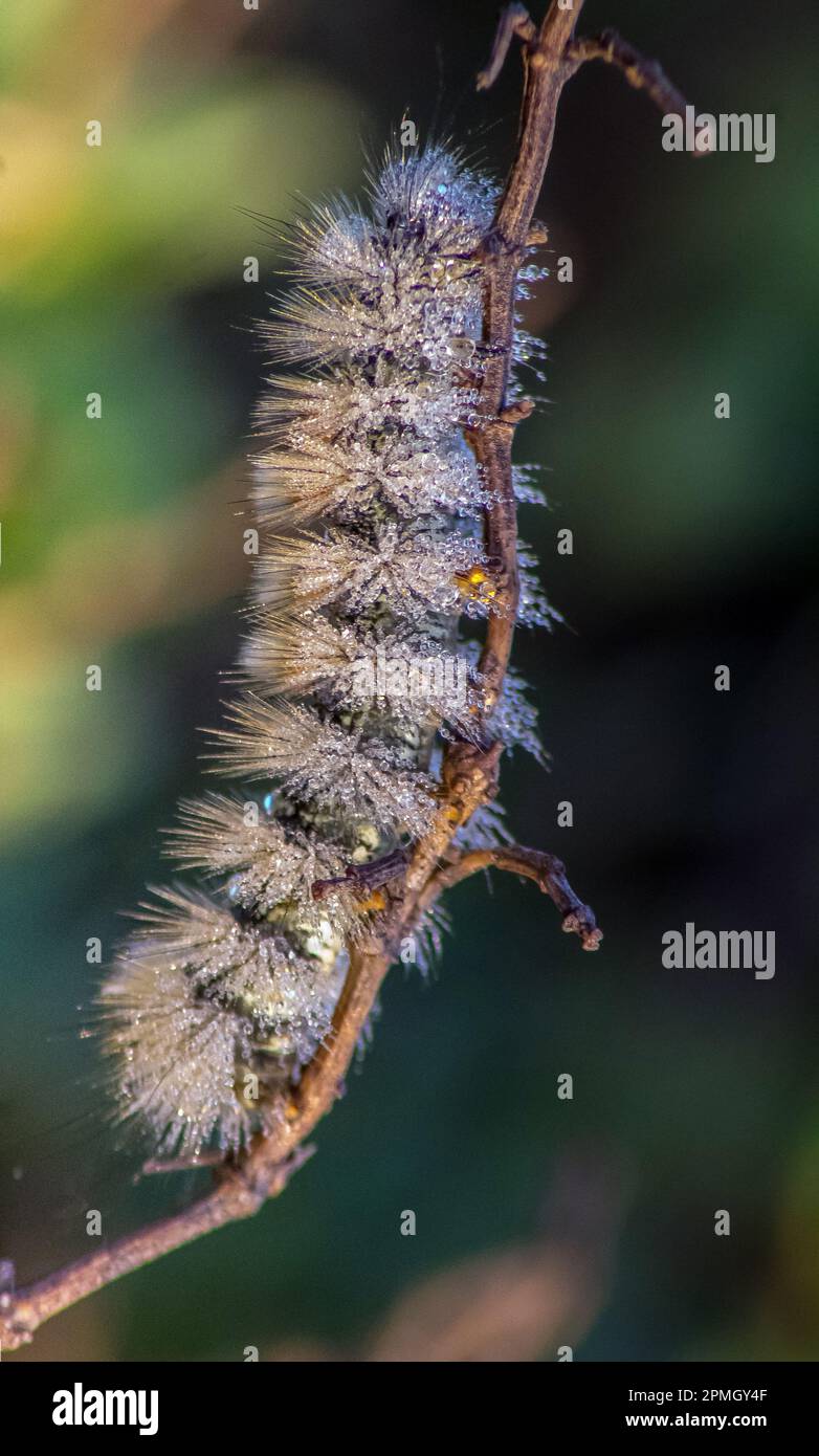 Mélèze Tussock Moth on a Branch - Macro Photography. Banque D'Images