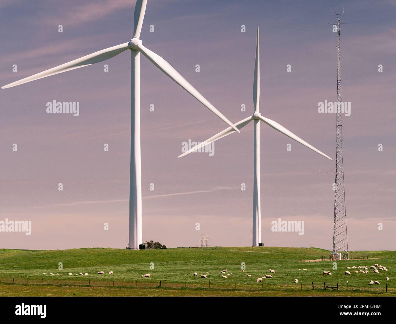 La centrale éolienne de Shiloh est une ferme éolienne située dans les collines de Montezuma du comté de Solano et est partagée avec les éleveurs de moutons de Californie, aux États-Unis Banque D'Images