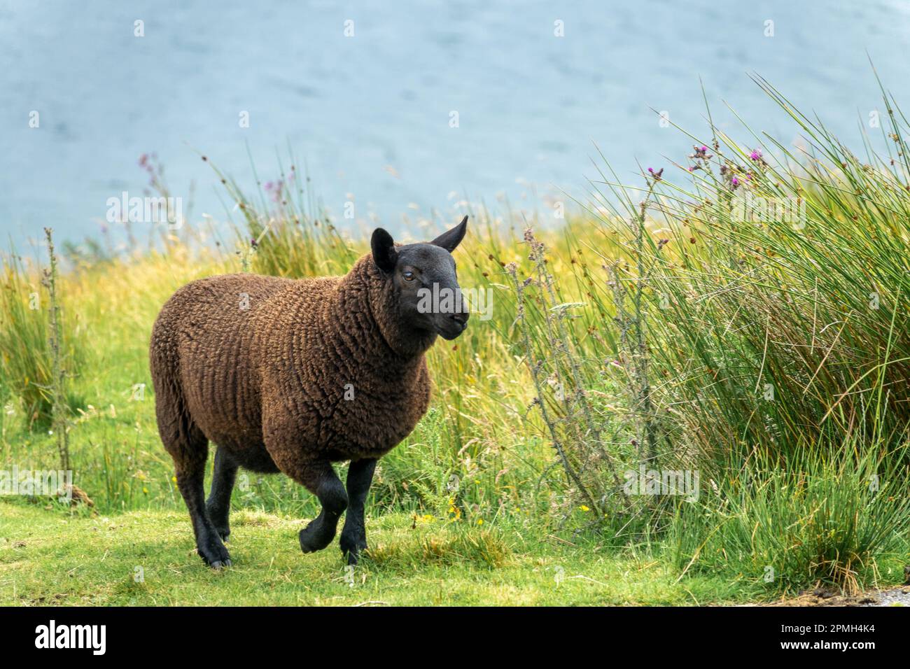 Moutons noirs marchant dans un pré dans les Highlands, Écosse, Royaume-Uni Banque D'Images