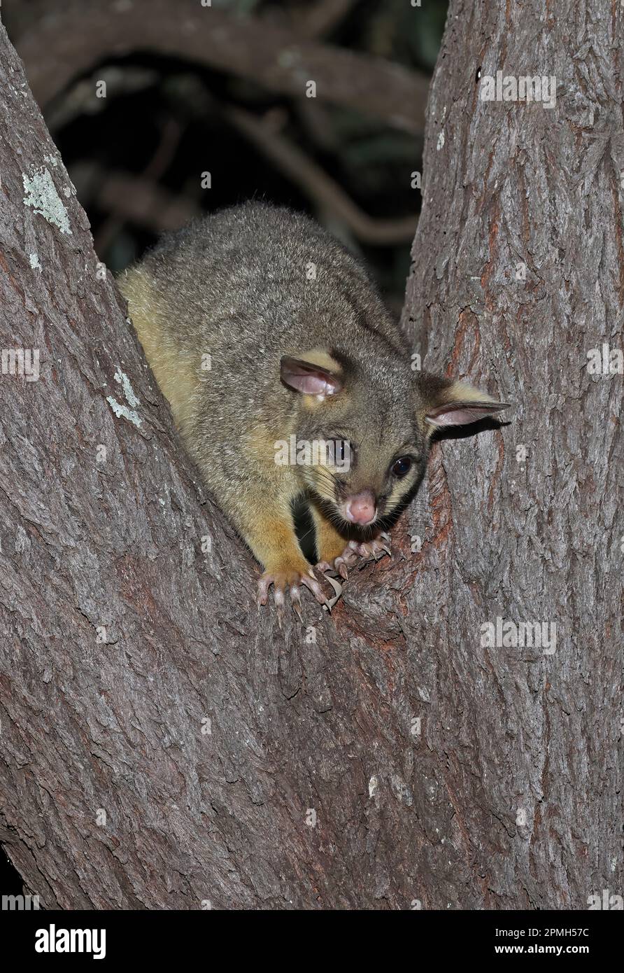 Possum à queue brousse (Trichosurus vulpecula vulpecula) adulte debout dans un arbre du sud-est du queensland, Australie Mars Banque D'Images