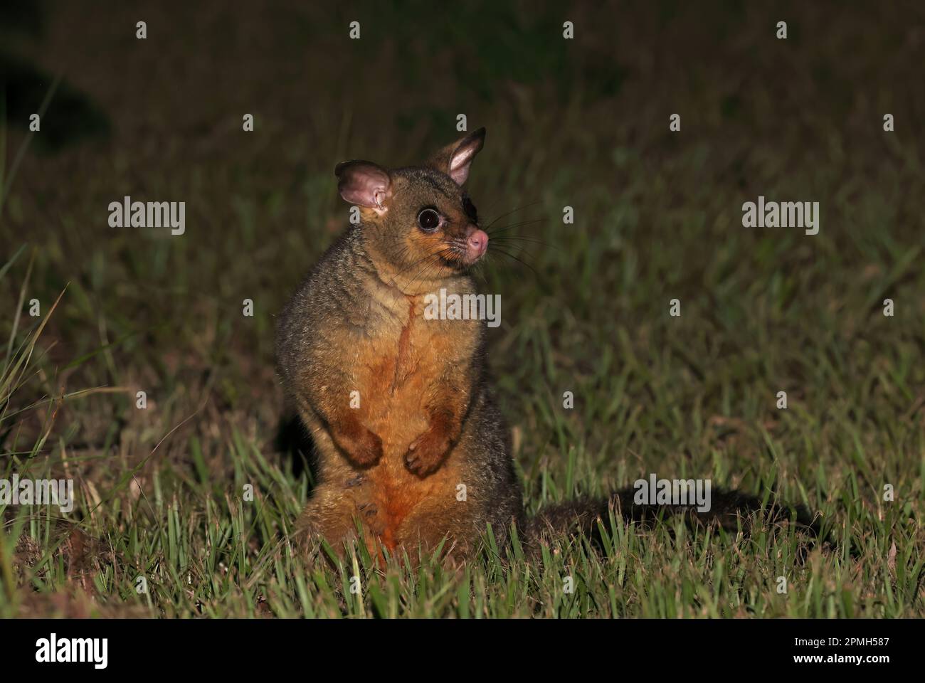 Possum à queue brousse (Trichosurus vulpecula vulpecula) adulte assis sur l'herbe au sud-est du queensland, Australie Mars Banque D'Images