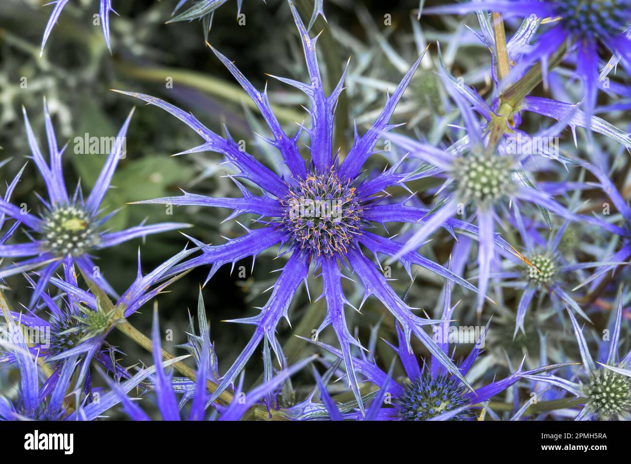 Vue du dessus gros plan d'une fleur de chardon bleu (Eryngium) Banque D'Images