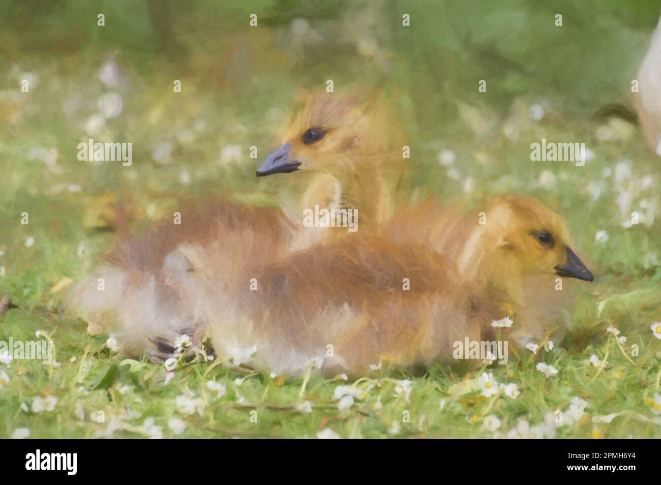Peinture numérique d'une photo de profil en gros plan de pergolais de la bernache du canada qui se trouvent sur l'herbe verte qui est recouverte de pâquerettes. Banque D'Images