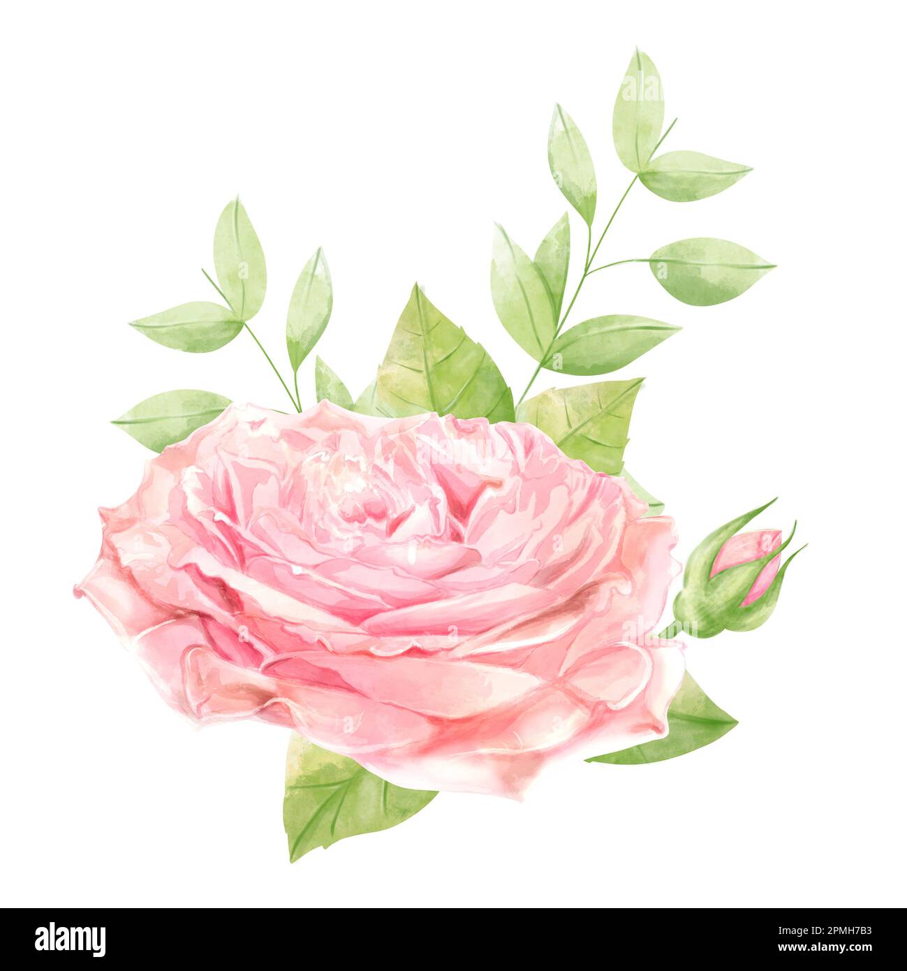 Illustration aquarelle florale. Bouquet de roses délicates pour cartes, décoration de mariage. Banque D'Images