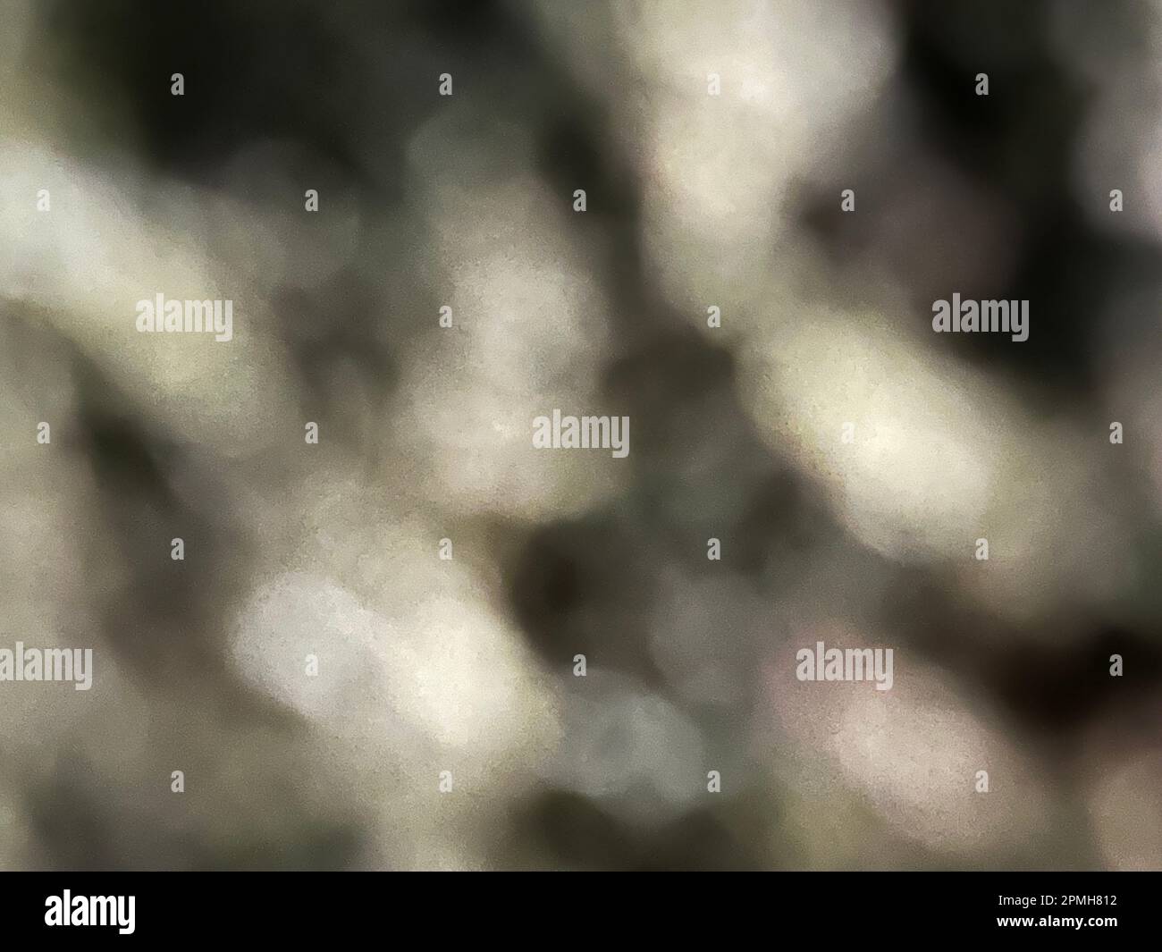 Résumé fond d'écran de couleur neutre de macro lichen flou. Banque D'Images