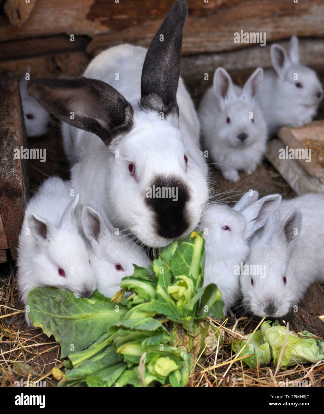 Lapin femelle de la race californienne et sa couvée Banque D'Images
