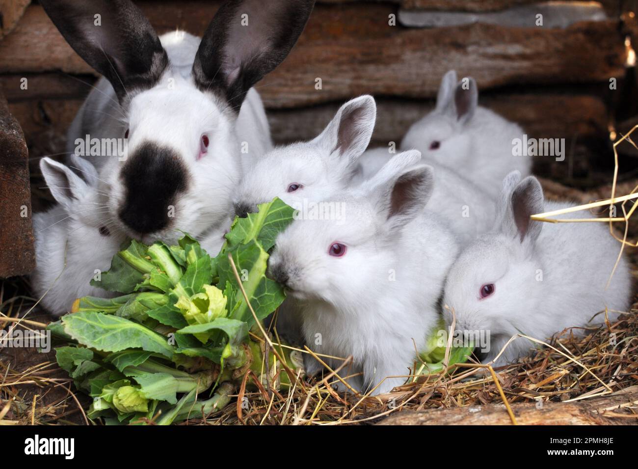Lapin femelle de la race californienne et sa couvée Banque D'Images