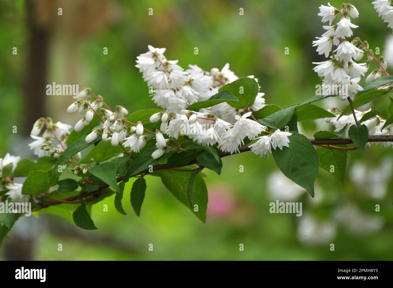 Au début de l'été, deutzia fleurit dans la nature Banque D'Images