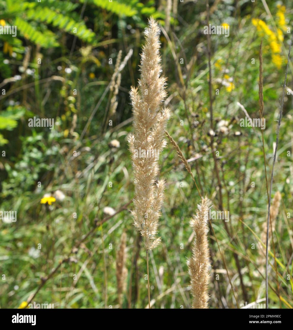 Calamagrostis epigejos pousse dans la nature parmi les graminées. Banque D'Images