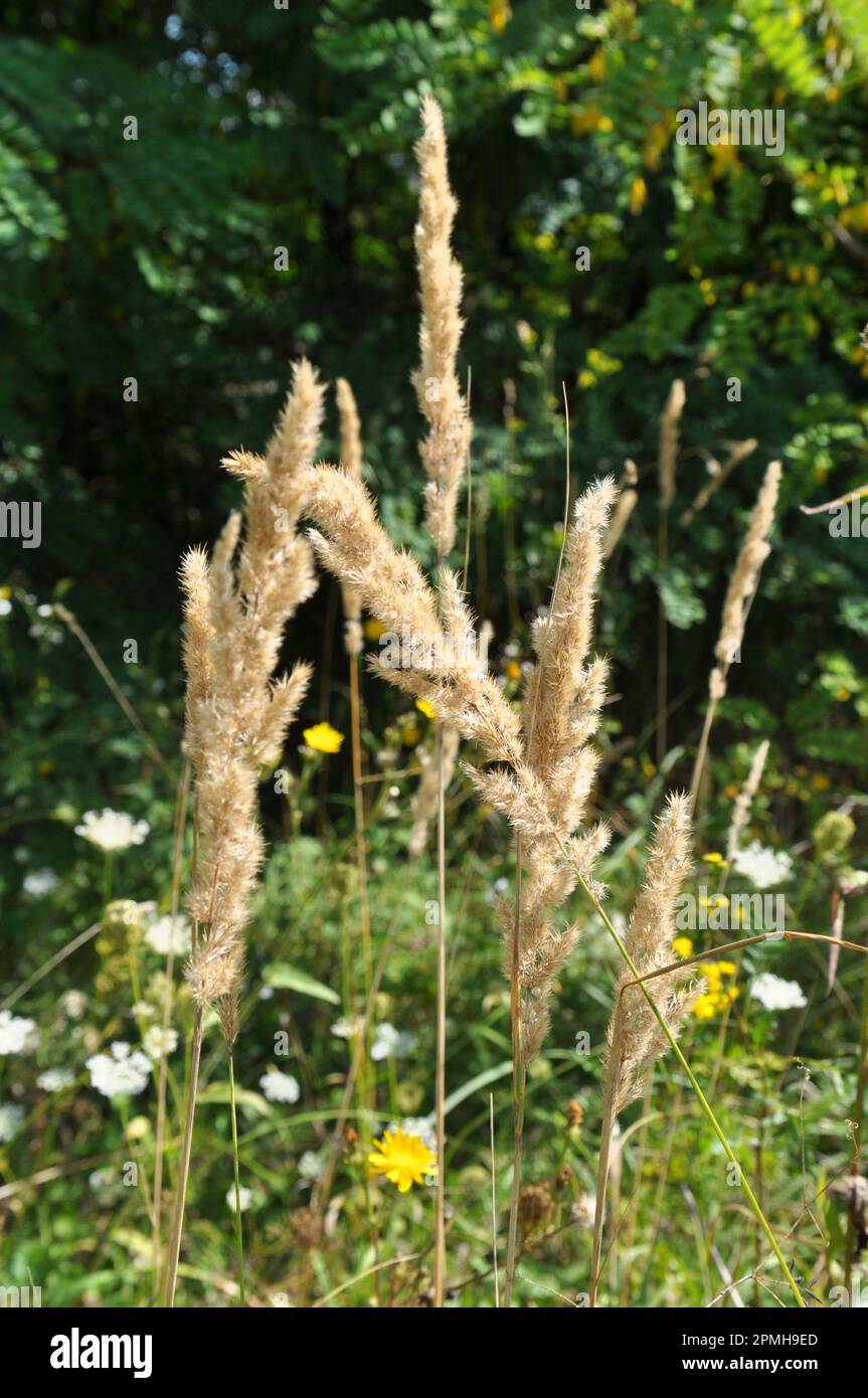 Calamagrostis epigejos pousse dans la nature parmi les graminées. Banque D'Images