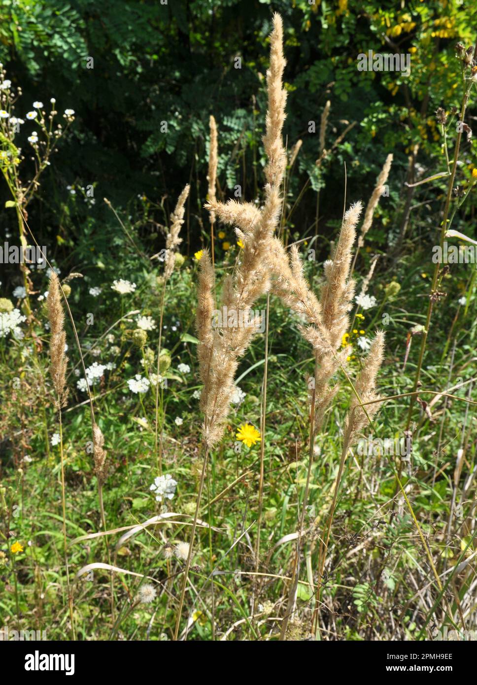 Calamagrostis epigejos pousse dans la nature parmi les graminées. Banque D'Images