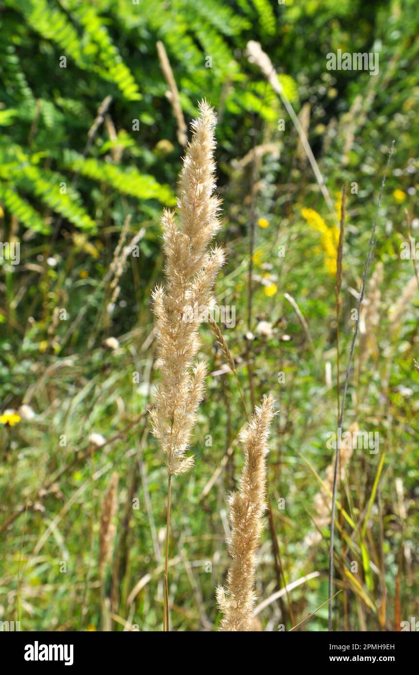 Calamagrostis epigejos pousse dans la nature parmi les graminées. Banque D'Images
